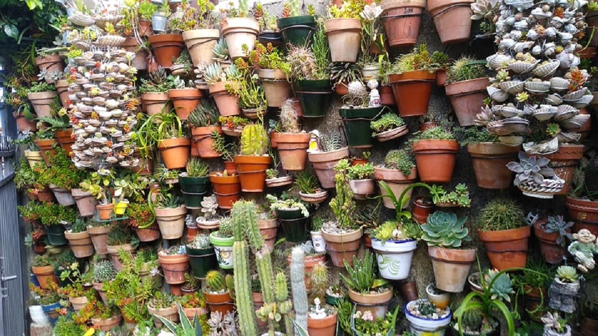 Decoración con cactus por José Manuel Garcia, Fotografía