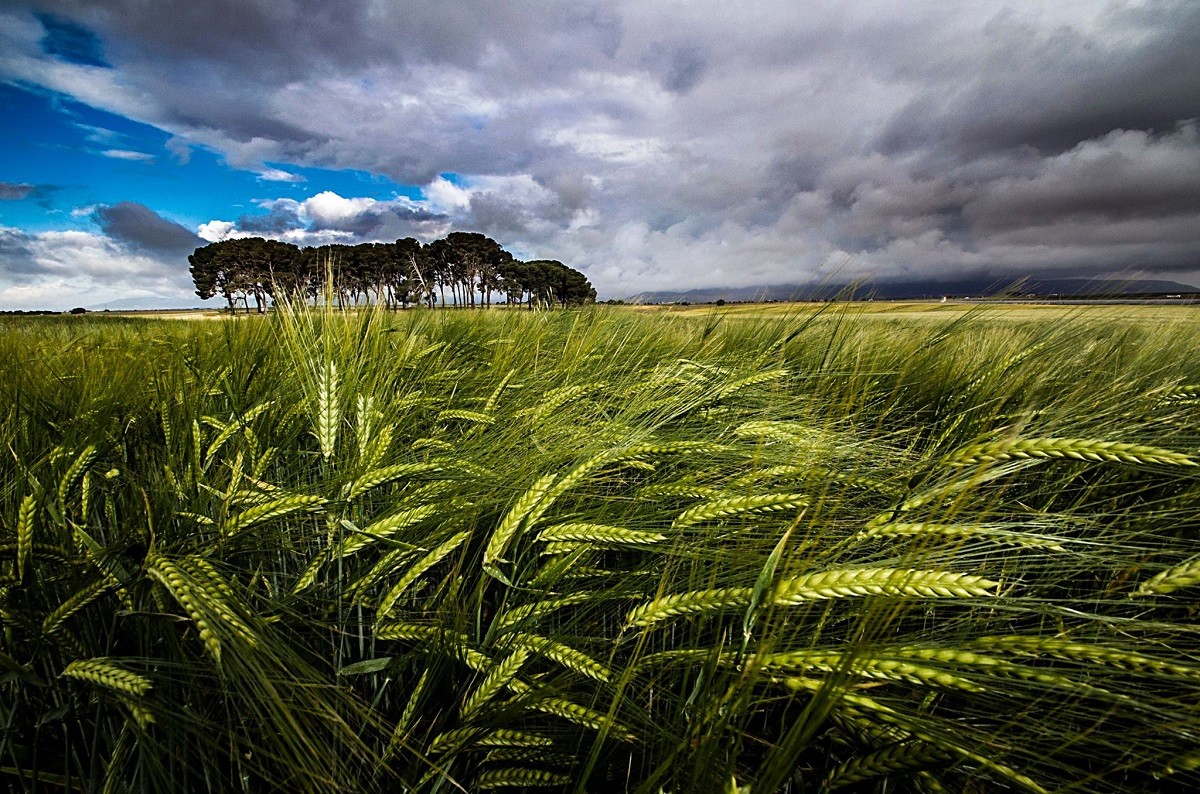 Espigas de trigo verde por Juan Mena | Fotografía ...