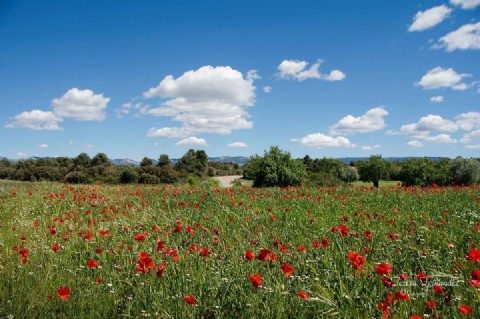 Montsant Y Sus Vinos Un Amor Eterno Comarca Del Priorato