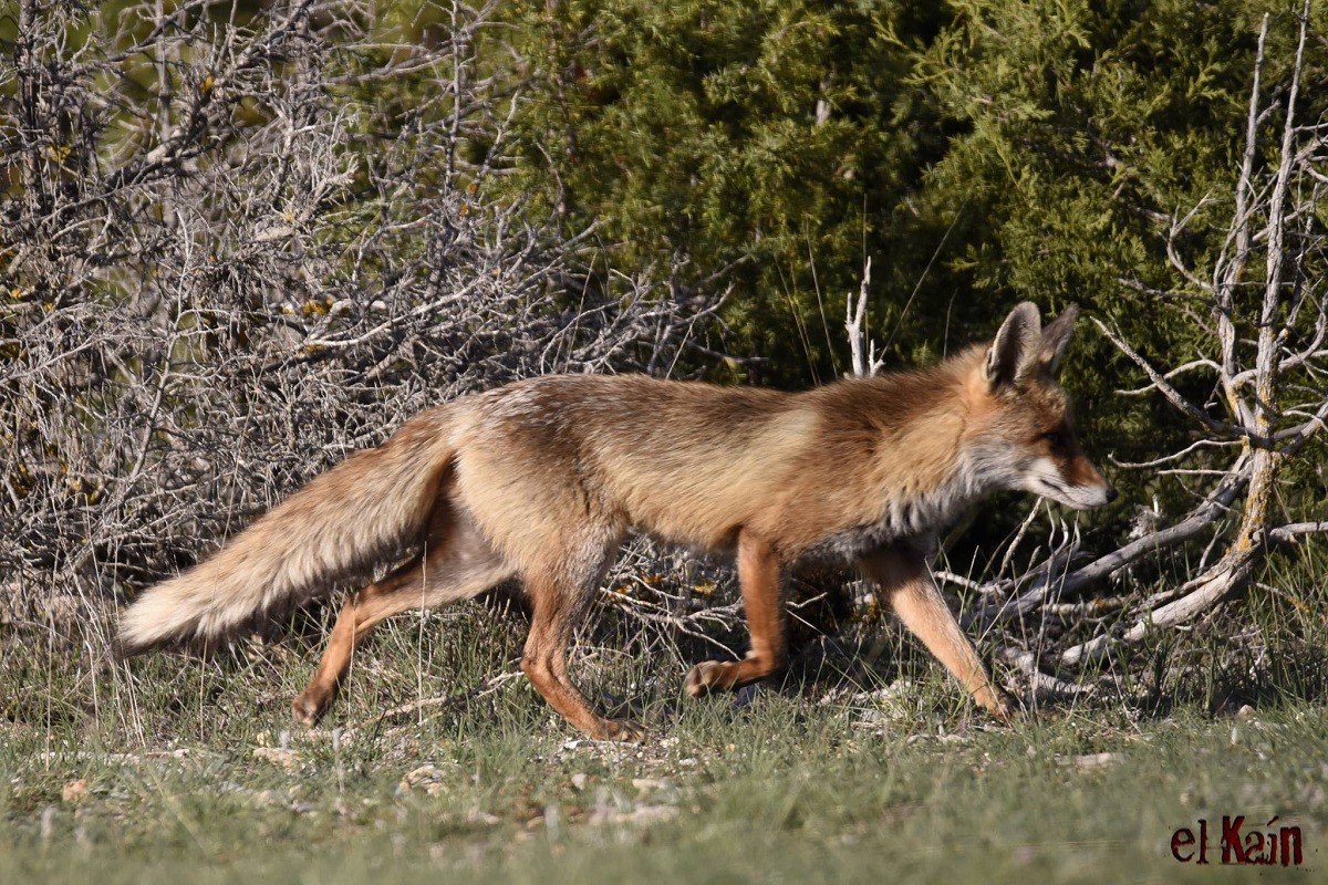Zorro Rojo Raposo Comun Por Cain Acrata Fotografia Turismo De Observacion